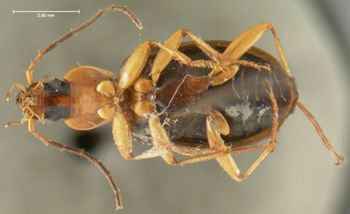 Media type: image;   Entomology 33017 Aspect: habitus ventral view